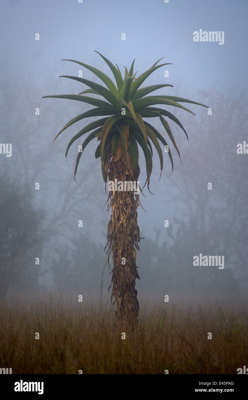Aloe-Baum in der Dämmerung. Anjampolo Wald, Süden Madagaskars. Stockfoto