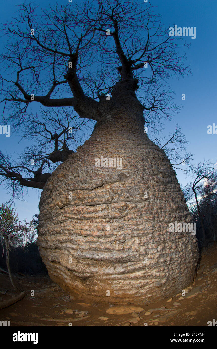 Flasche Baobab (Affenbrotbäume Rubrostipa) über 3000 Jahre alt. Lake Tsimanampetsotsa Nationalpark, South West Madagaskar. Stockfoto