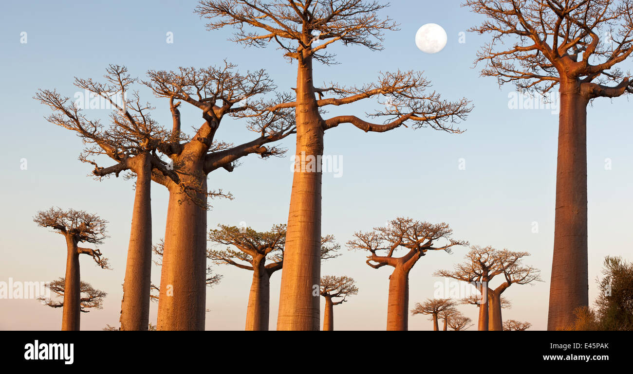 Grandidier des Baobabs (Affenbrotbäume Grandidieri) in der Dämmerung. In der Nähe von Morondava, westlichen Madagaskar. (Digital gestickten Bild) Stockfoto