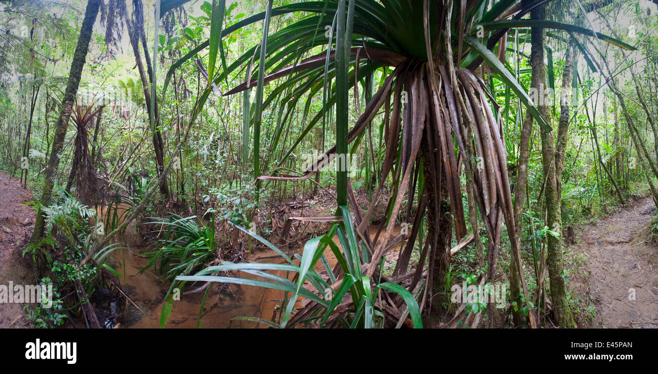 Montane Rainforest Stelzwurzeln entlang eines Baches mit dominanten Pandanus SP. Vohiparara, Ranomafana Nationalpark, Madagaskar. (Digital gestickten Bild) Stockfoto