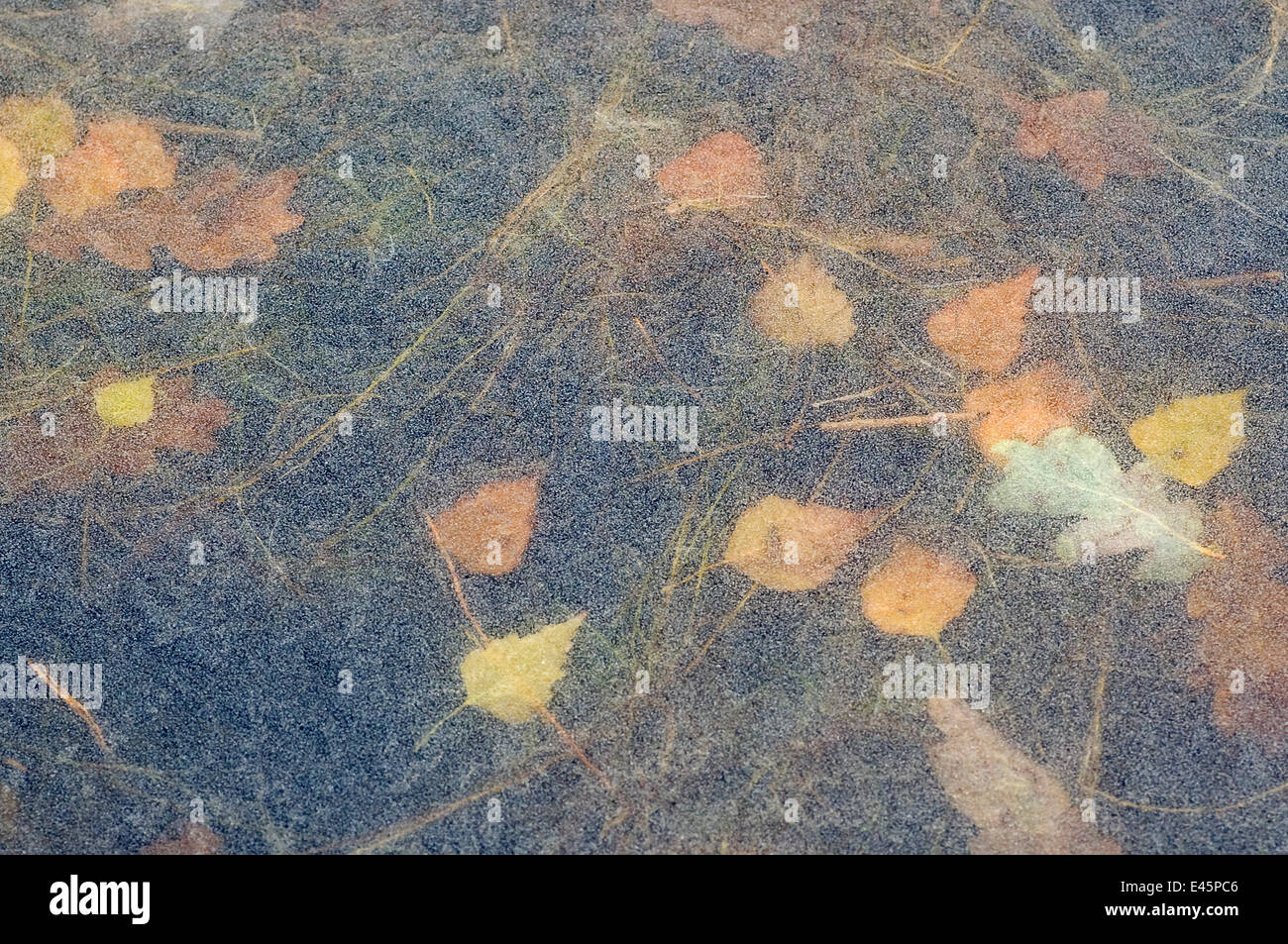 Eis-Muster, mit Blättern, die unter der Oberfläche, den Niederlanden eingefroren Stockfoto