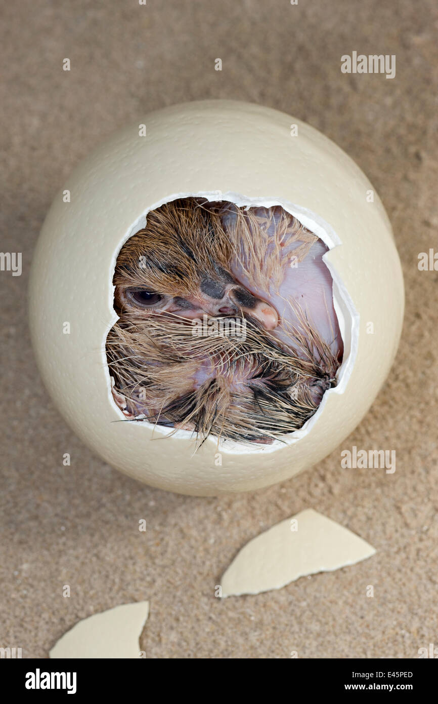 Strauß (Struthio Camelus) Küken schlüpft aus Ei, Afrika, in Gefangenschaft. Stockfoto