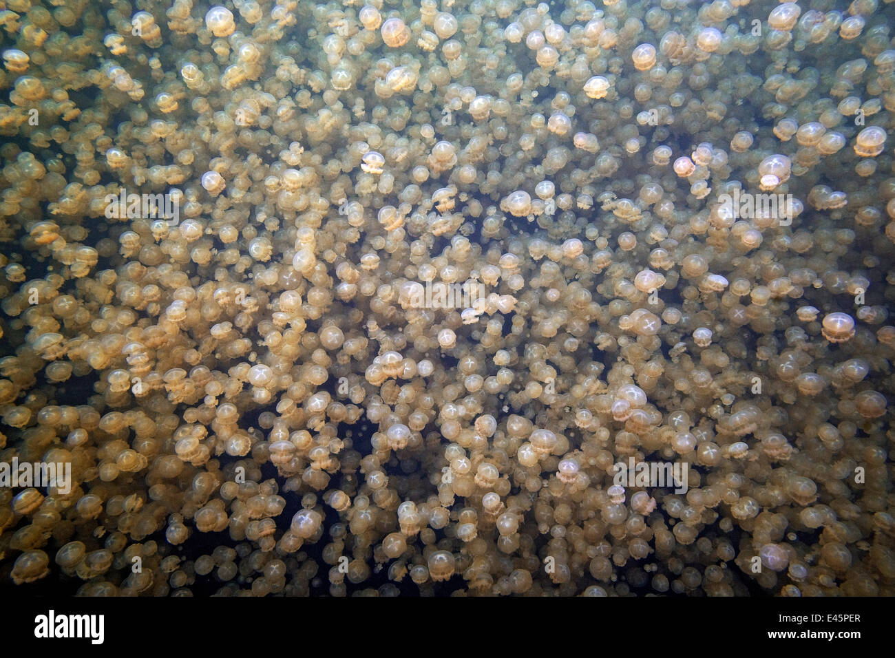 Masse von Mastigias Quallen (Mastigias sp) im Jellyfish Lake, Palau, westlichen Pazifischen Inseln, Mikronesien, März 2009 Stockfoto