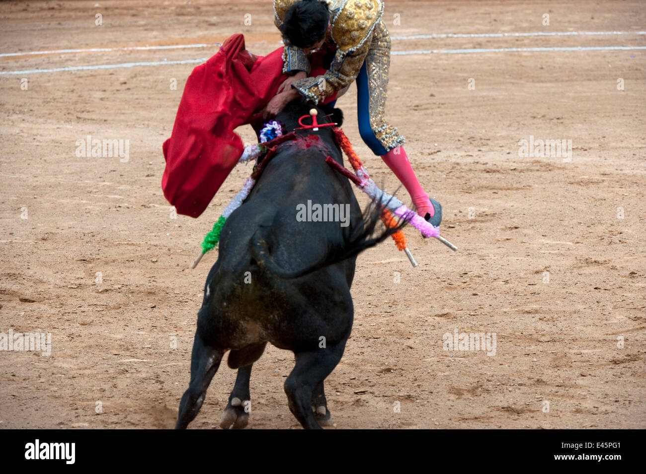 Matador in Endphase der Stierkampf springt über Bull, Bull zwischen den Hörnern mit Klinge, Plaza de Toros, Mexico City, Mexiko-Sequenz zu durchbohren Stockfoto