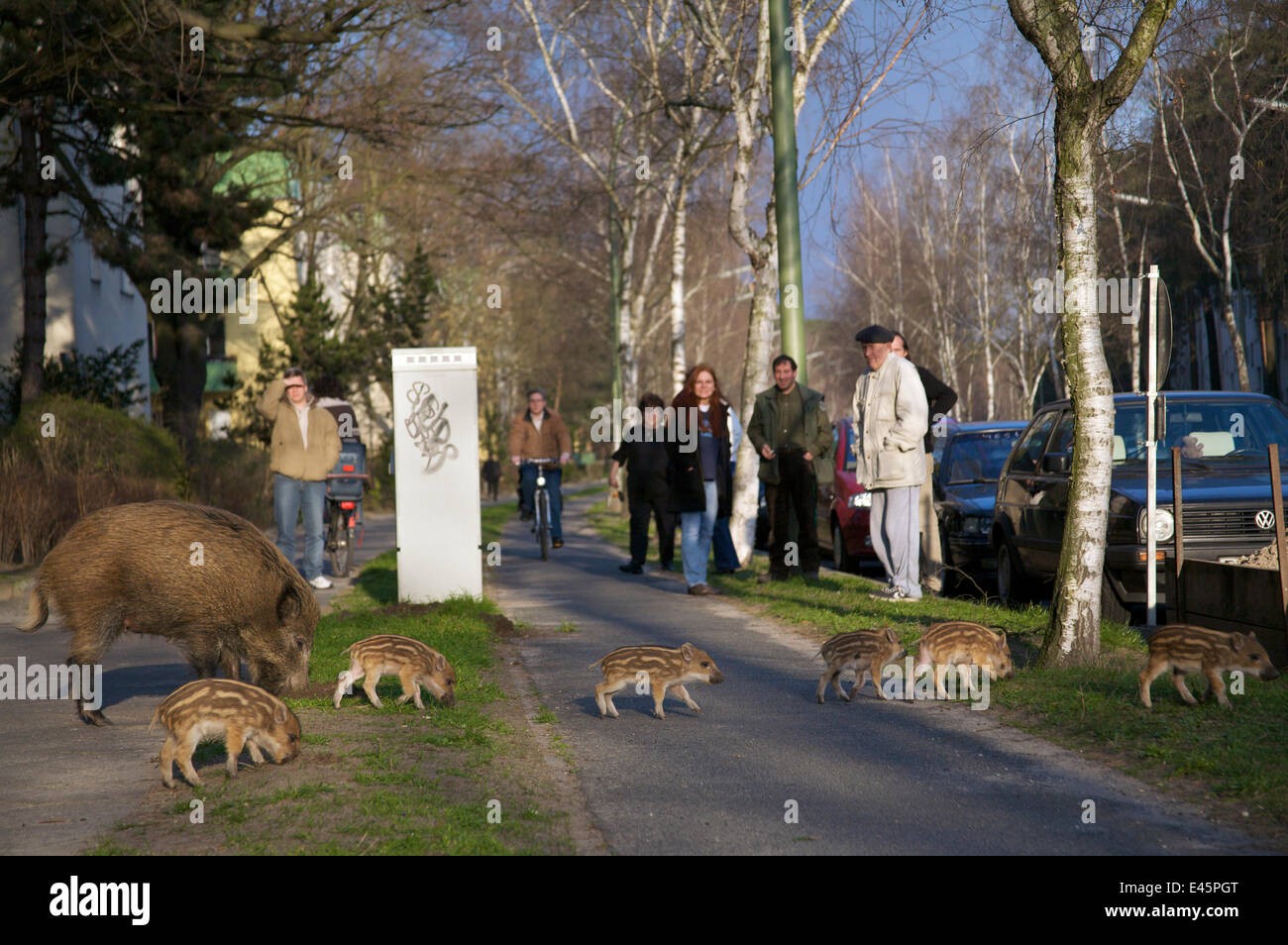 Menschen Sie beobachten Wildschwein (Sus Scrofa) Familie Kreuzung Pflaster, Argentinische Allee, Berlin, Deutschland, März 2007. WWE-INDOOR-AUSSTELLUNG Stockfoto