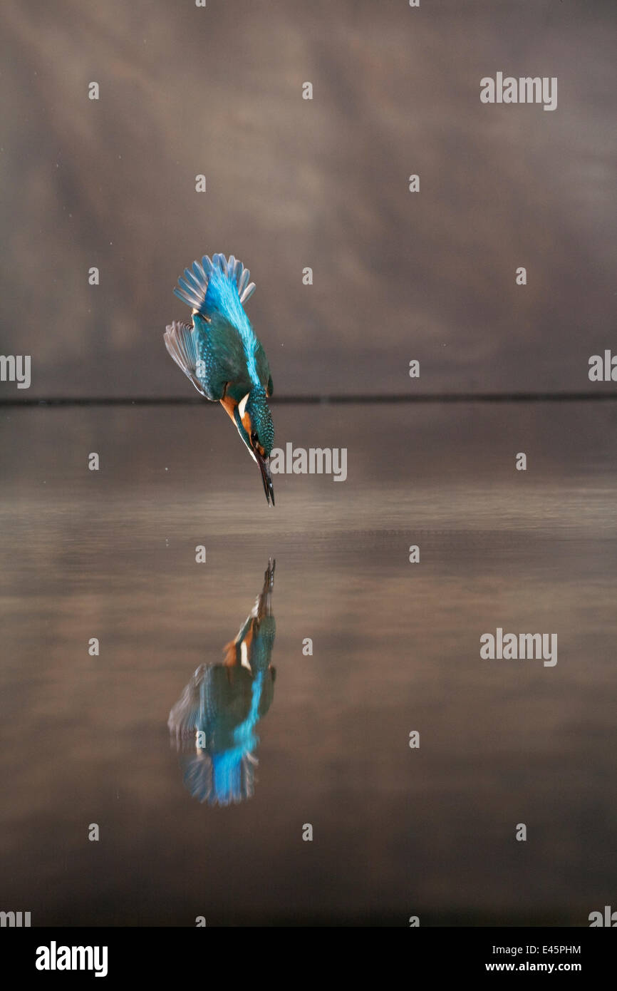 Eisvogel (Alcedo Atthis) Tauchen ins Wasser jagen, Balatonfuzfo, Ungarn, Januar 2009 WWE INDOOR Ausstellung Stockfoto