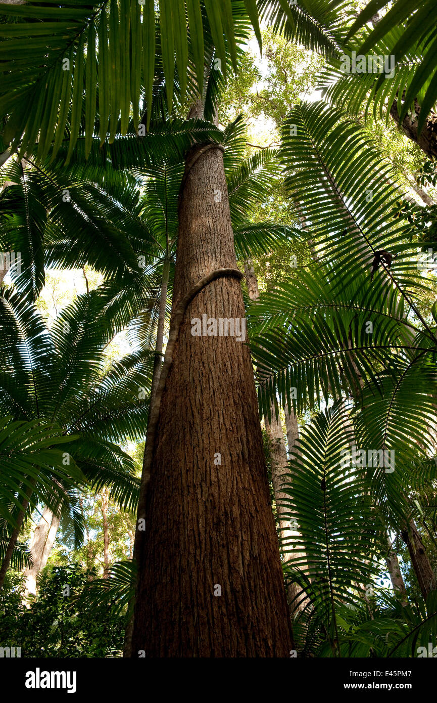 Subtropischen Regenwald wächst in einen Gully Creek, während auf den höheren Stufen ein Mischwald beginnt.   Fraser Island, Queensland, Australien Stockfoto