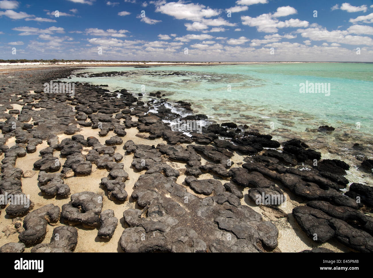 Kolonie von Stromatolithen in hyper salzhaltigen Wasser, Hamelin Pool, Hamelin Bay Conservation Park, Shark Bay, Westaustralien Stockfoto