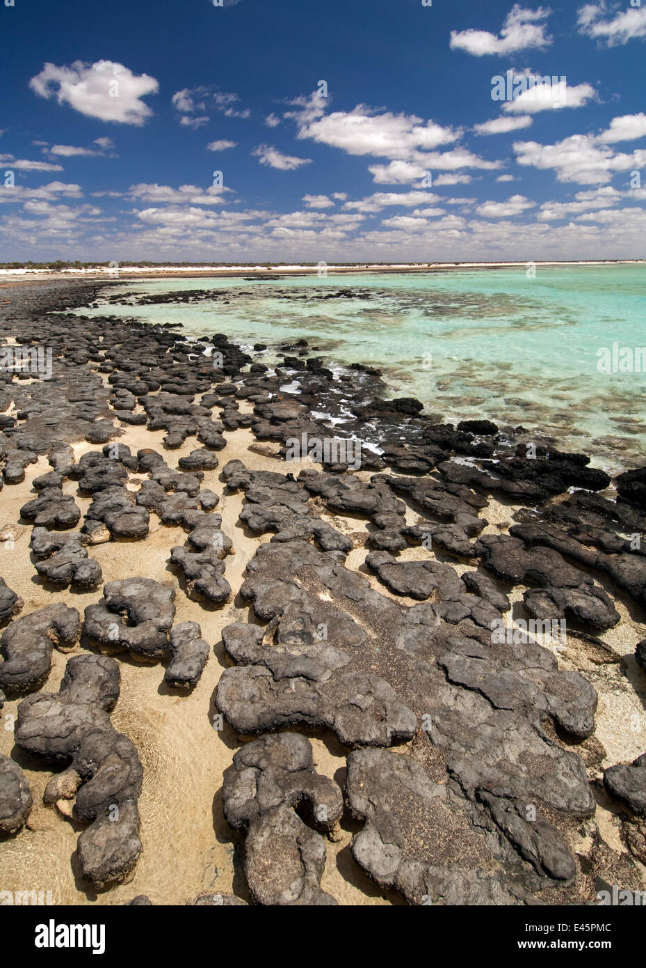 Kolonie von Stromatolithen in hyper salzhaltigen Wasser, Hamelin Pool, Hamelin Bay Conservation Park, Shark Bay, Westaustralien Stockfoto