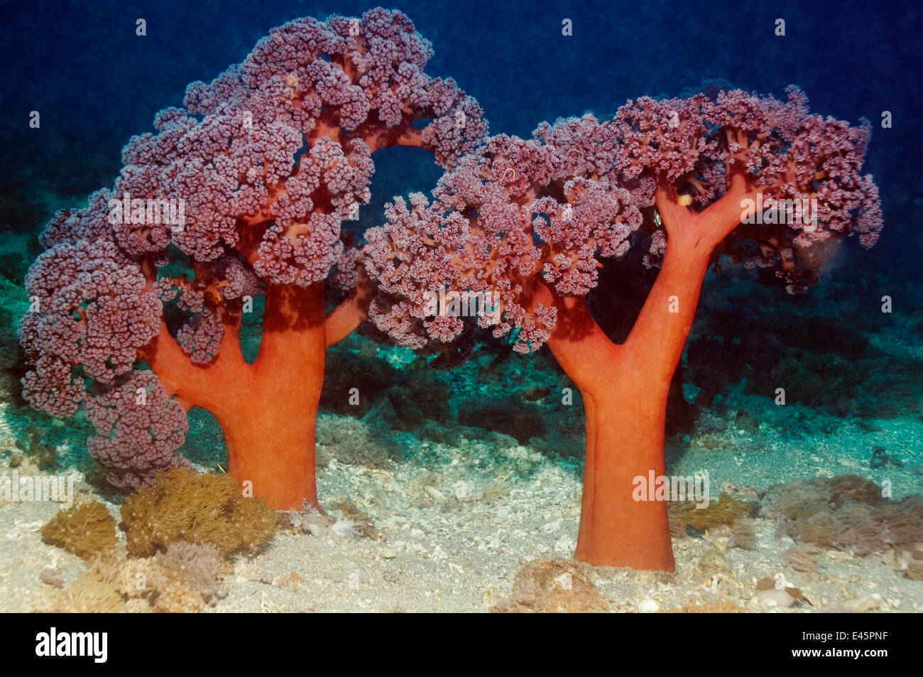 Baum-Koralle (Dendronephthya sp) auf sandigen Meeresboden. Rinca, Komodo National Park, Indonesien Stockfoto