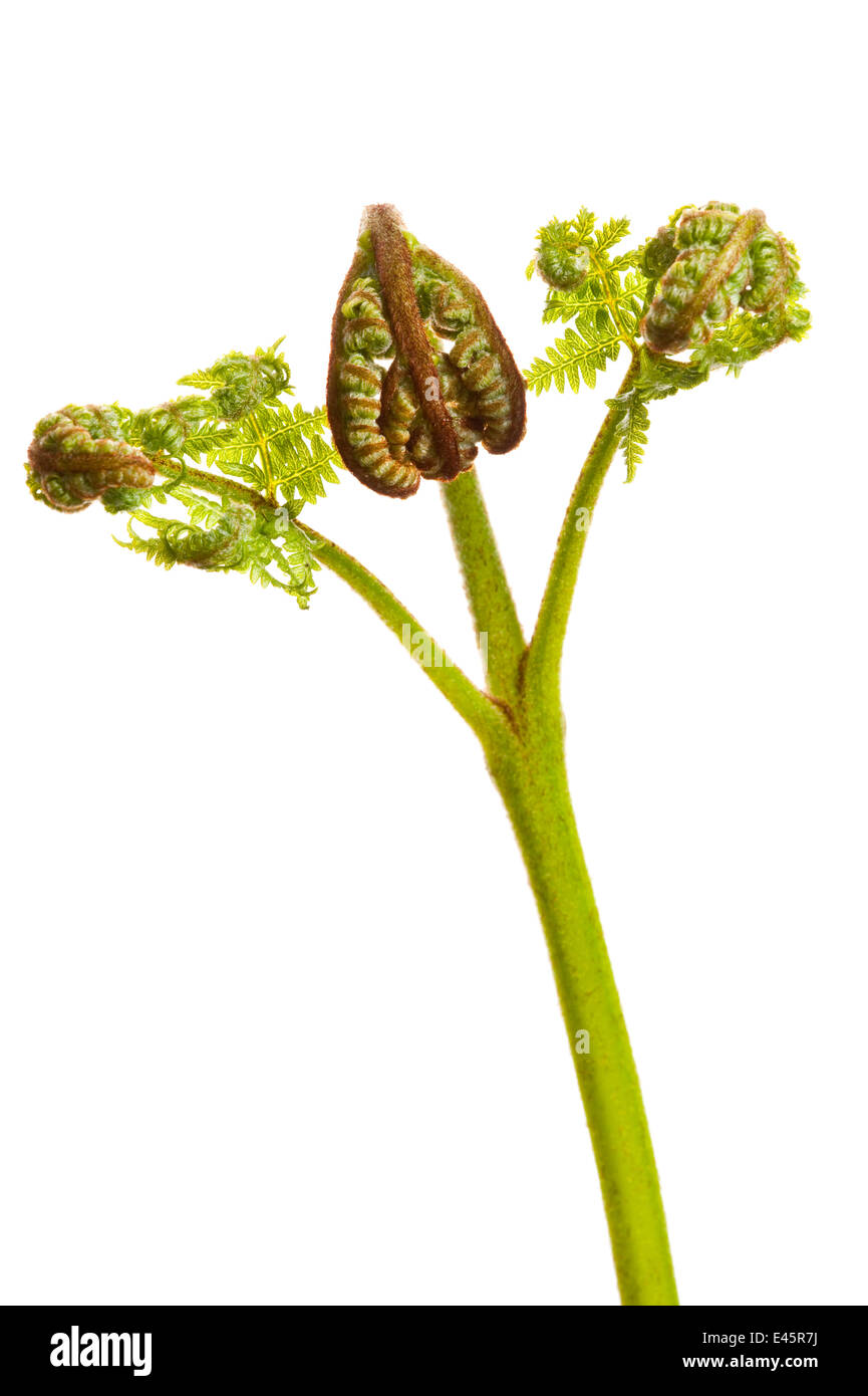 Ihr einziges Wedel der Adlerfarn (Pteridium Aquilinum) Schottland, Großbritannien Stockfoto