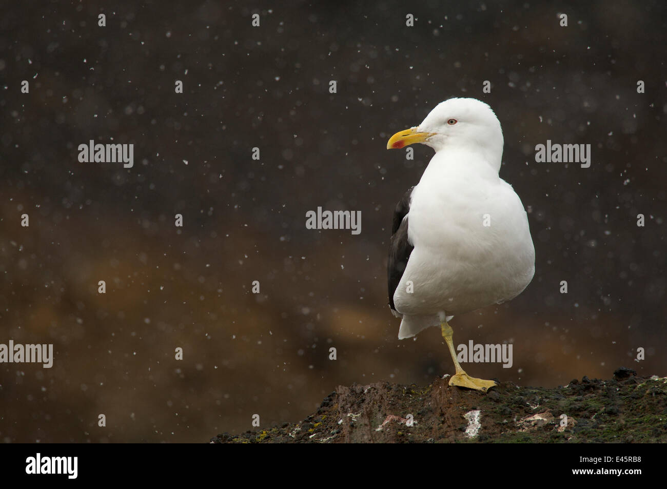 Seetang / südlichen schwarz unterlegt Möwe (Larus Dominicanus) stehen auf einem Bein im Schnee, Antarktis, Januar Stockfoto