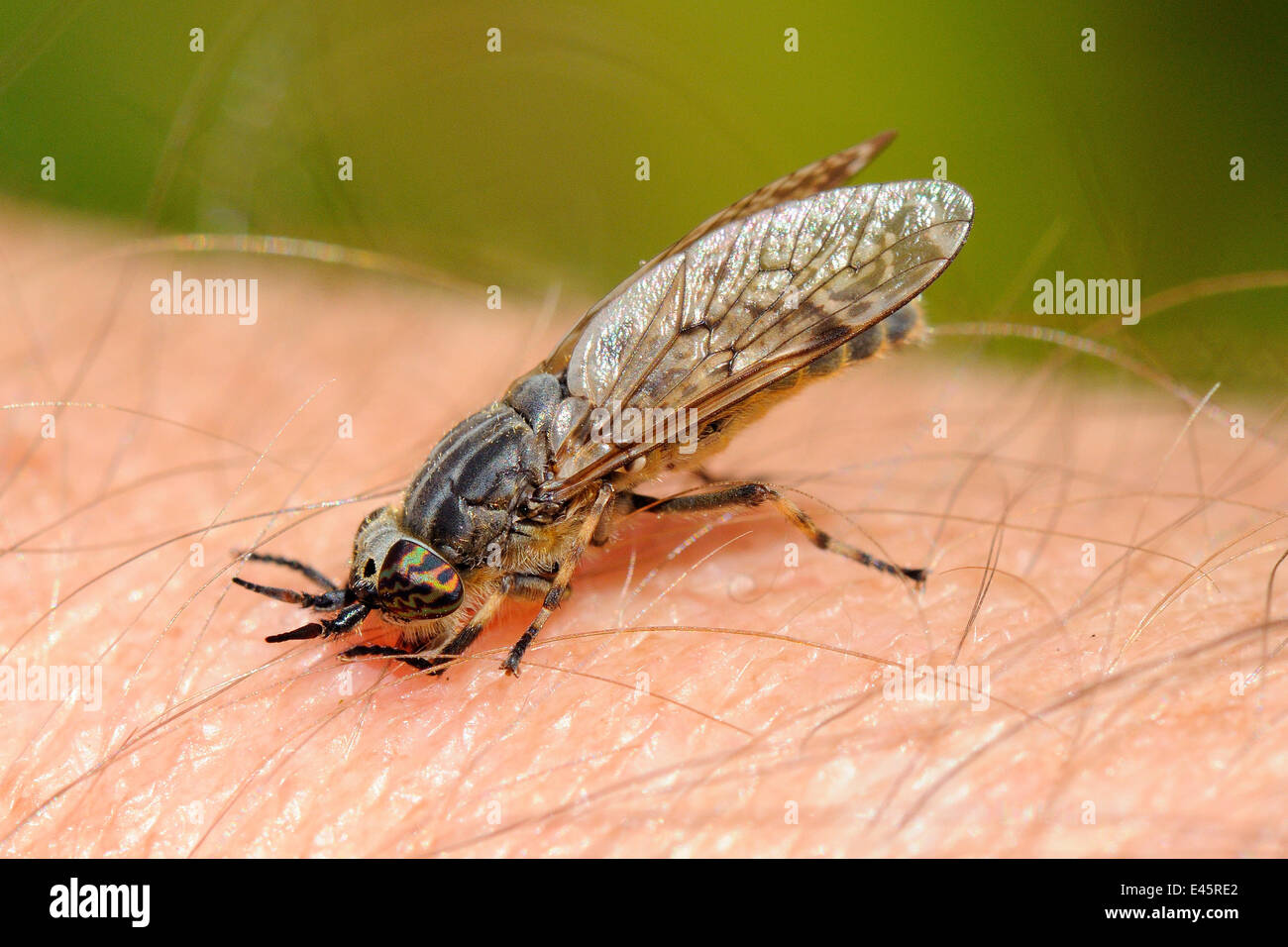 Cleg fliegen / Pferdebremse (Haematopa Pluvialis) saugen Blut von Fotografen Arm, Wiltshire Weideland, UK, Juni. Stockfoto