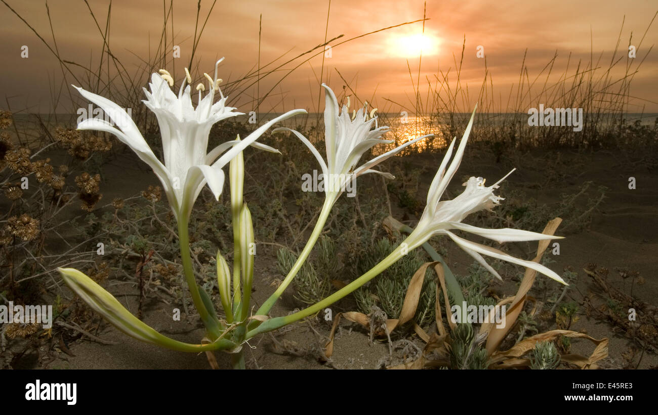 Seelilie / Lilie (Pancratium Maritimum) Blumen am späten Nachmittag zu öffnen und offen über Nacht bleiben, zeitgleich mit den Flugzeiten von Convolvulus Hawkmoth (di Convolvuli) seine Bestäuber, Umbrien, Italien Stockfoto