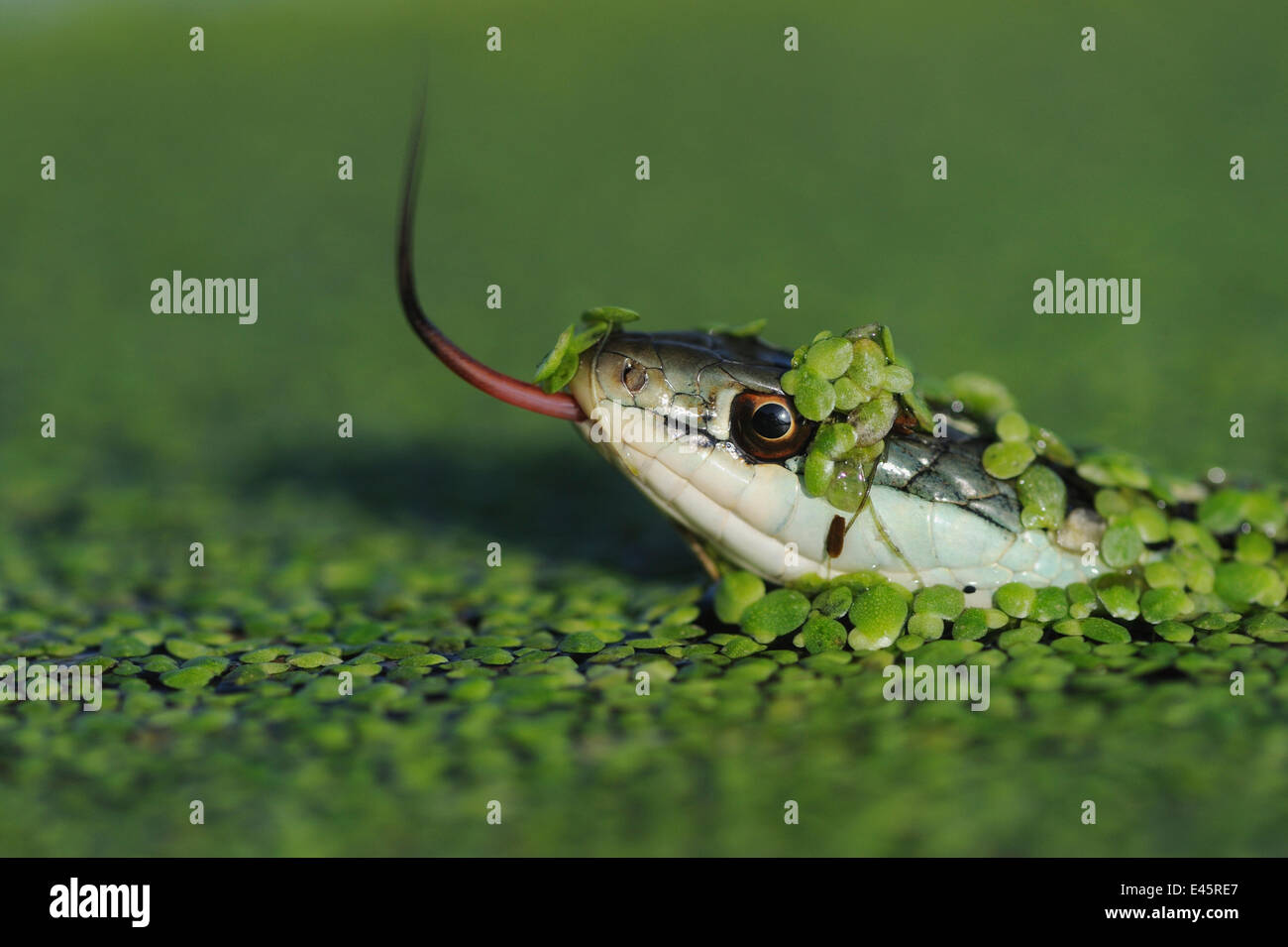 Kopfporträt Gulf Coast Band Schlange (Thamnophis Proximus Orarius) Wasserlinsen und Schwimmen, bedeckt mit Zunge hervortretend, Fennessey Ranch, Refugio, Fronleichnam, Küste von Coastal Bend, Texas, USA Stockfoto