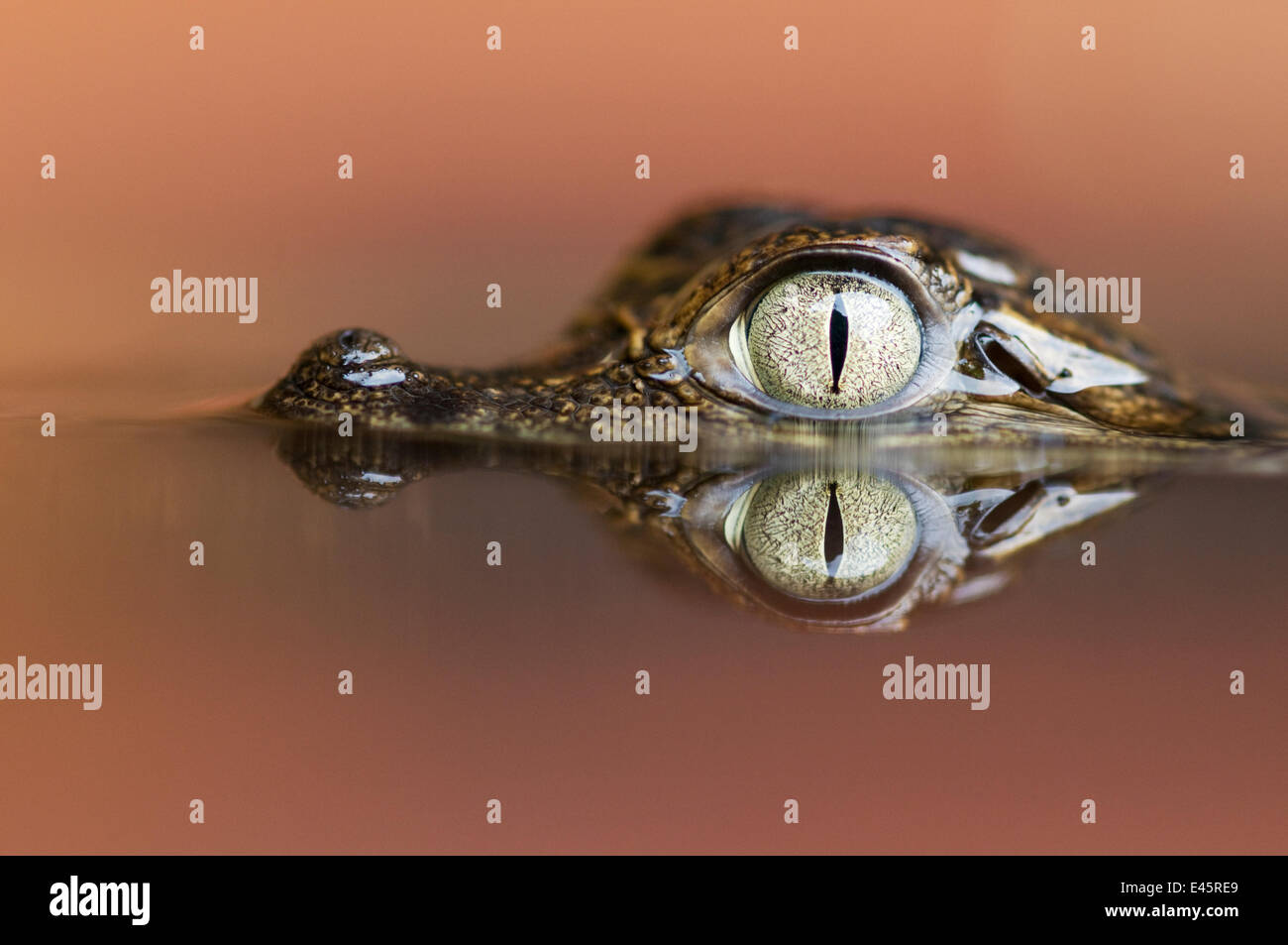 Kopfporträt junge Spectacled Kaimane (Caiman Crocodilus) teilweise in Wasser getaucht, mit Reflexion, Santa Rita, Costa Rica Stockfoto