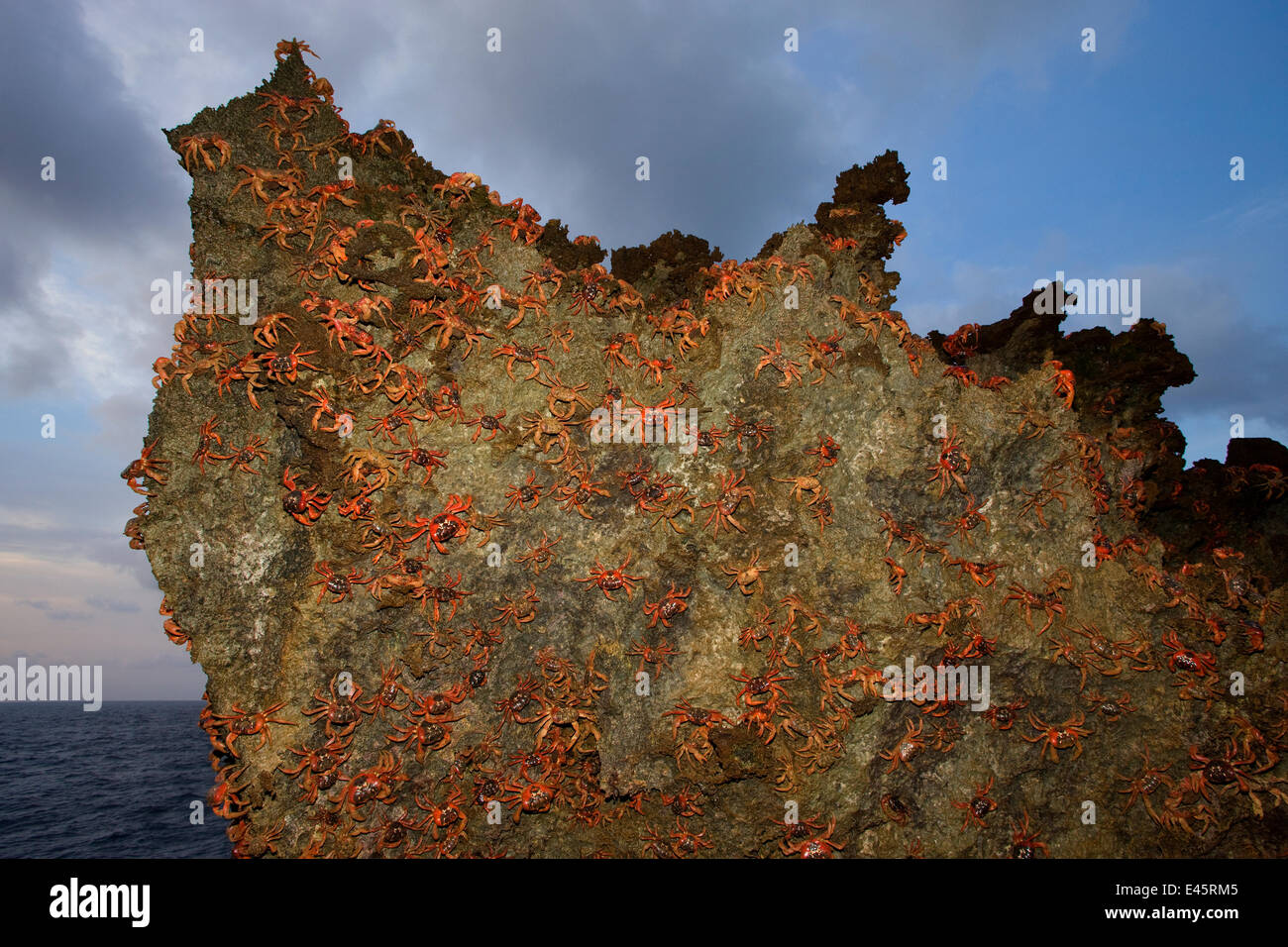 Weihnachtsinsel rote Krabben (Gecarcoidea Natalis) angekommen Küste zum Laichen, Weihnachtsinsel, Indischer Ozean, Australian Territory Stockfoto