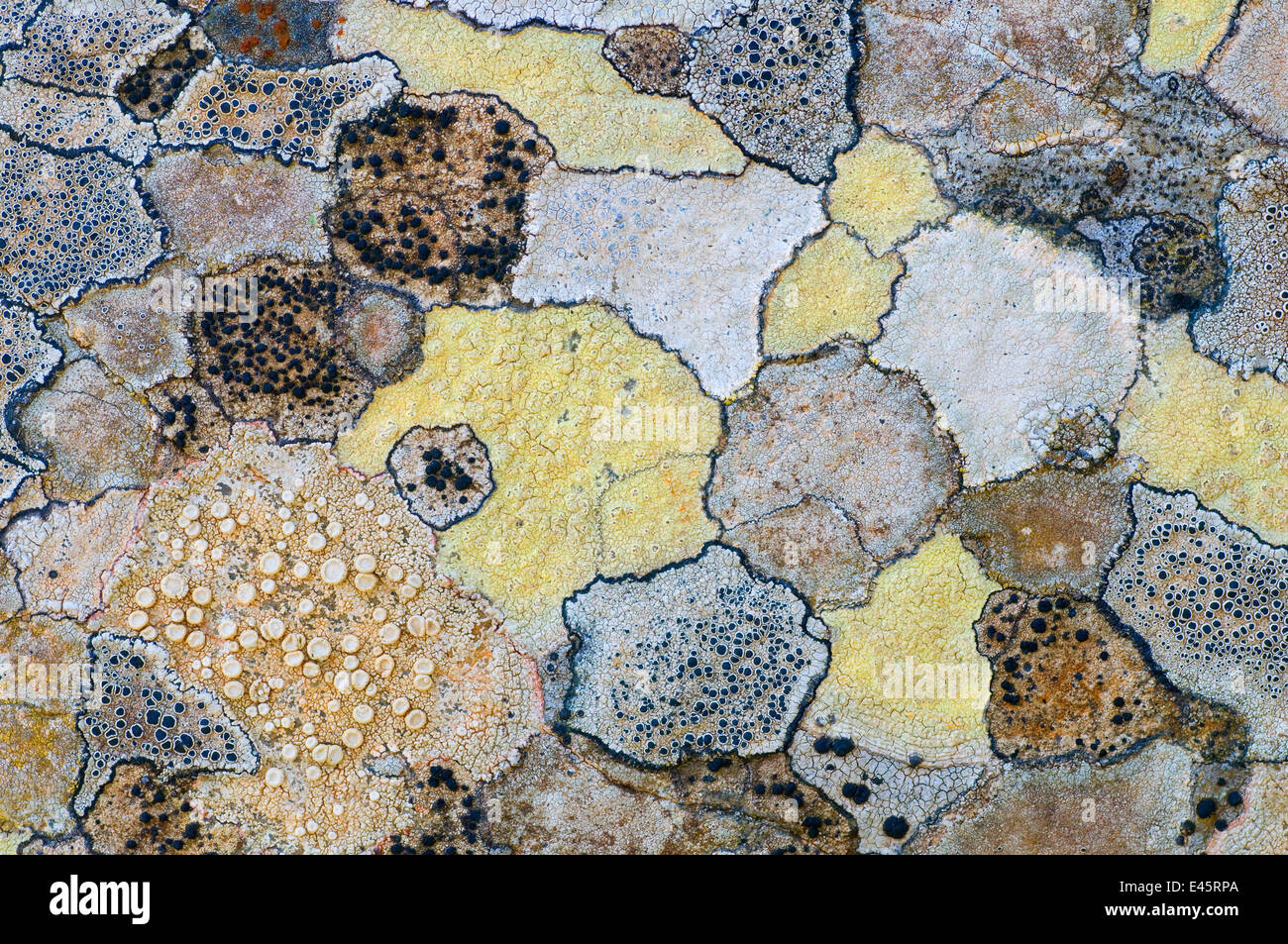 Karte von Flechten (Rhizocarpon Geographicum) auf Felsen, Menorca, Balearen, Spanien, Europa Stockfoto