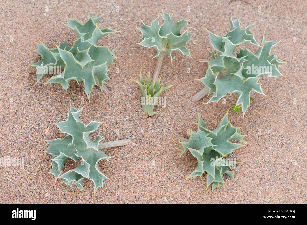 Meer Holly (Eryngium Maritimum) wächst in Sanddüne, Menorca, Balearische Inseln, Spanien, Europa Stockfoto