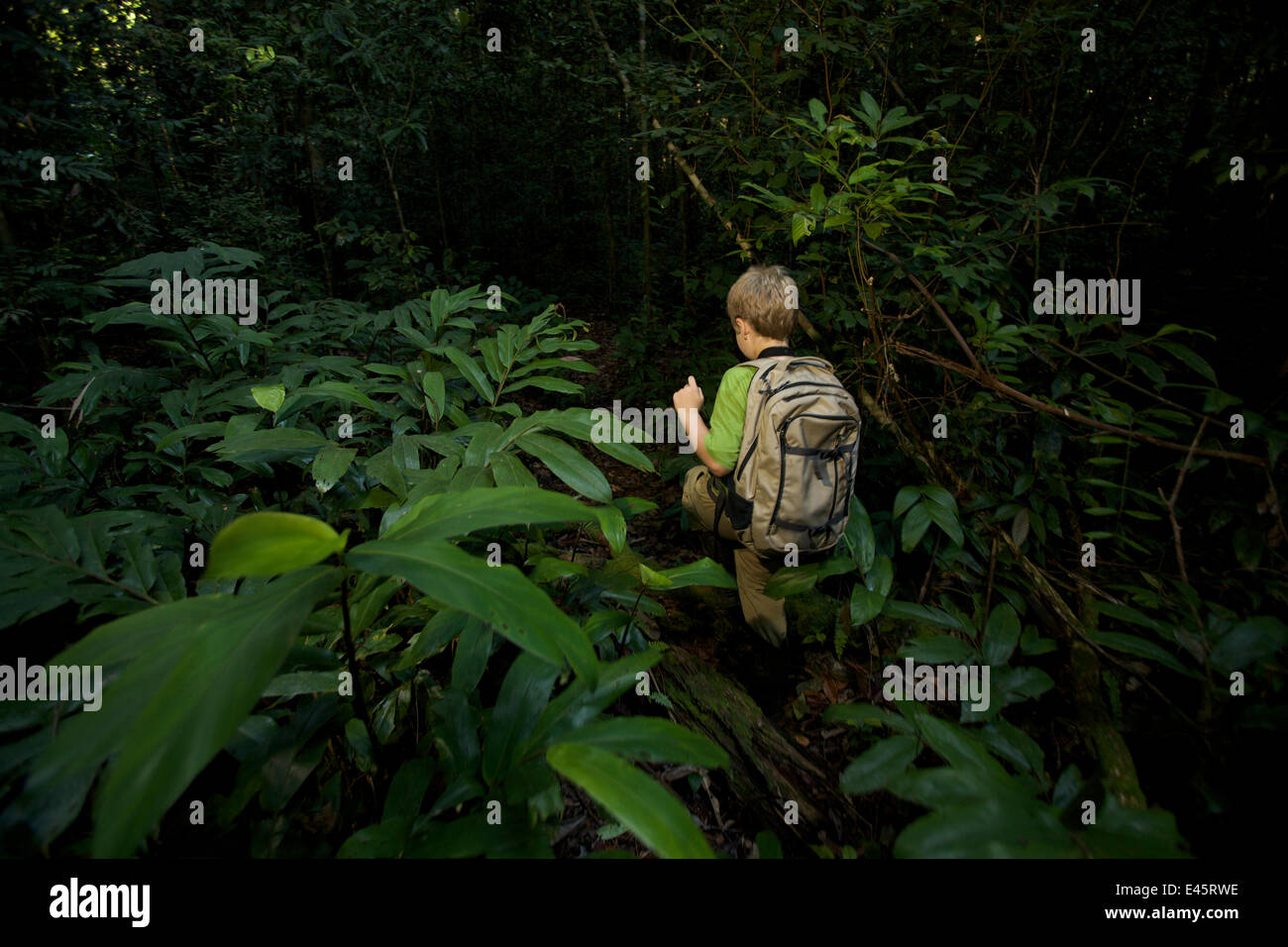 Ein kleiner Junge (Modell veröffentlicht) im Alter von 9, Wandern im Regenwald von Borneo. Juli 2007. -Modell veröffentlicht. Stockfoto