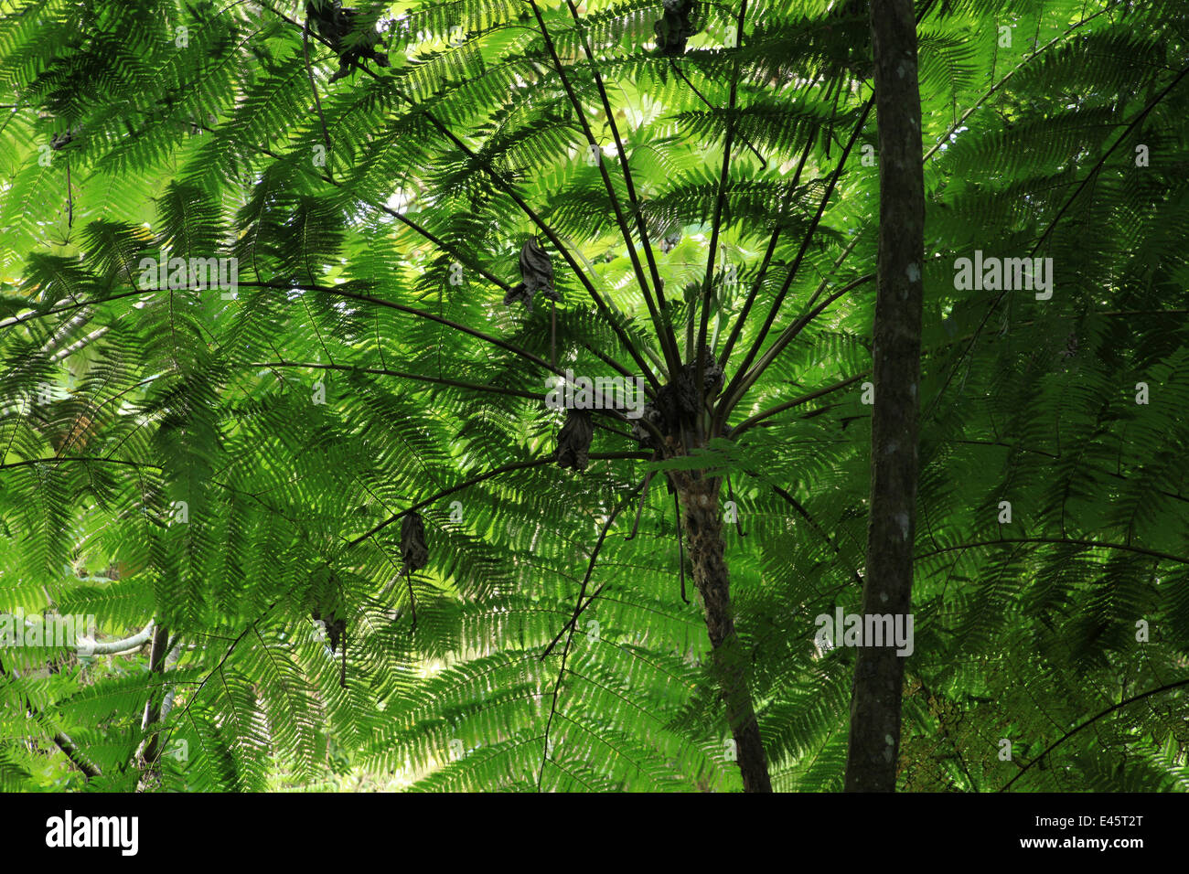 Wedel-Muster der Baumfarne (Cyathea Arborea) im tropischen Tieflandregenwald auf 420 Meter, Dominikanische Republik. Stockfoto