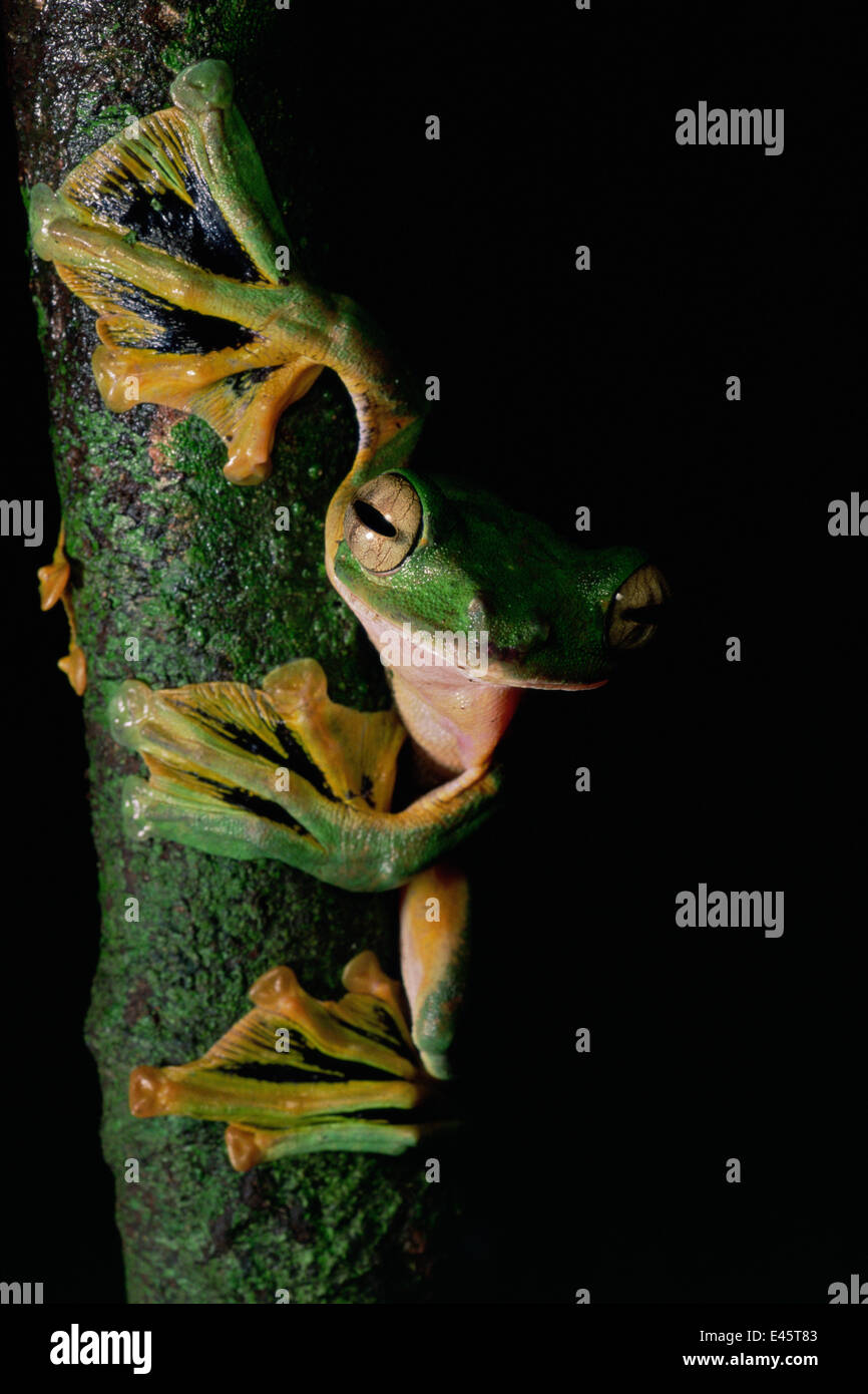 Wallaces fliegender Frosch (Rhacophorus Nigropalmatus) am Baumstamm im Tiefland-Regenwald mit Schwimmhäuten, Danum Valley, Sabah, Borneo Stockfoto