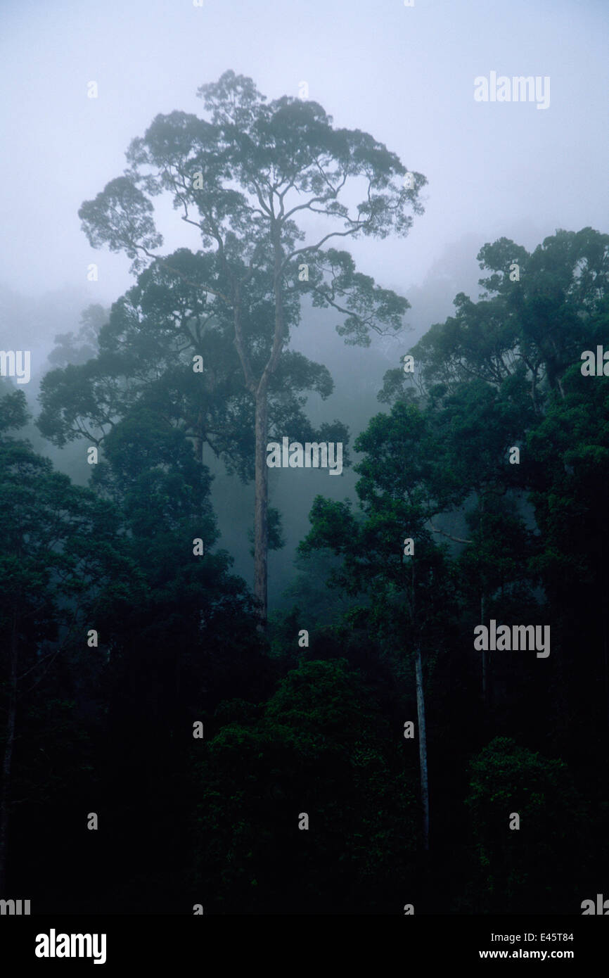 Tiefland Dipterocarp Regenwald und Fluss im Danum Valley Conservation Area, Sabah, Borneo, Malaysia, Stockfoto