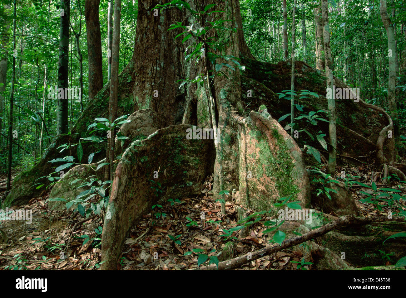 Ein Regenwald-Baum mit großen Strebepfeiler. Gunung Palung Nationalpark, Borneo, Indonesien. Stockfoto