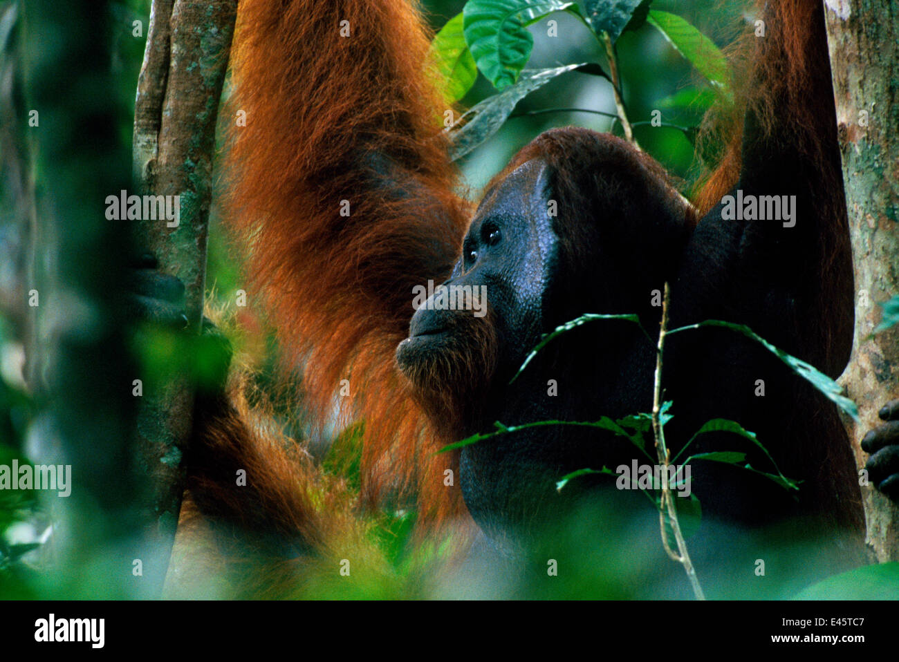 Erwachsene männliche Bornean Orang-Utans (Pongo Pygmaeus) im Rainforest überdachung, Gunung Palung Nationalpark, Borneo, West Kalimantan, Indonesien Stockfoto