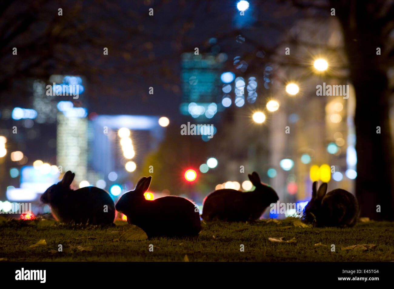 Europäischen Kaninchen (Oryctolagus Cuniculus) nachts im Stadtpark in der Nähe von l ' Arc de Triomphe, mit Champs-Elysées im Hintergrund, Paris, Frankreich. HOCH LOBTE: Urban Wildlife Kategorie Wildlife Photographer of the Year Wettbewerb 2010 Stockfoto