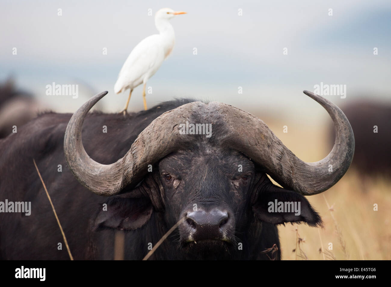 Kaffernbüffel (Syncerus Caffer) Kopf Porträt des Mannes mit Kuhreiher auf dem Rücken (Bubulcus Ibis). Masai Mara National Reserve, Kenia. Februar. Stockfoto