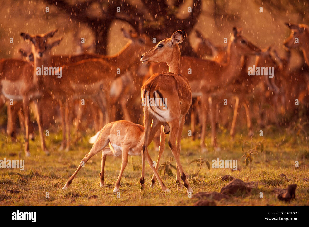 Herde der Impala (Aepyceros Melampus) und weiblich mit Spanferkel Rehkitz am späten Nachmittag Regen, Masai Mara National Reserve, Kenia. März. Stockfoto