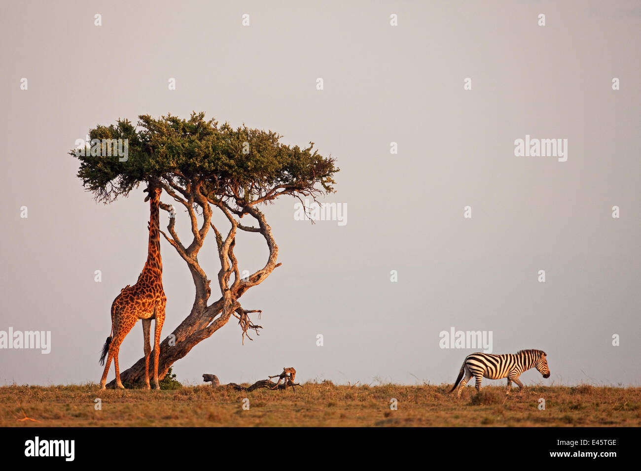 Süd / Masai Giraffe (Giraffa Plancius Tippelskirchi) Fütterung auf Baum beim Plains / gemeinsame Zebra (Equus Quagga Burchellii) vergeht. Masai Mara National Reserve, Kenia. März. Stockfoto