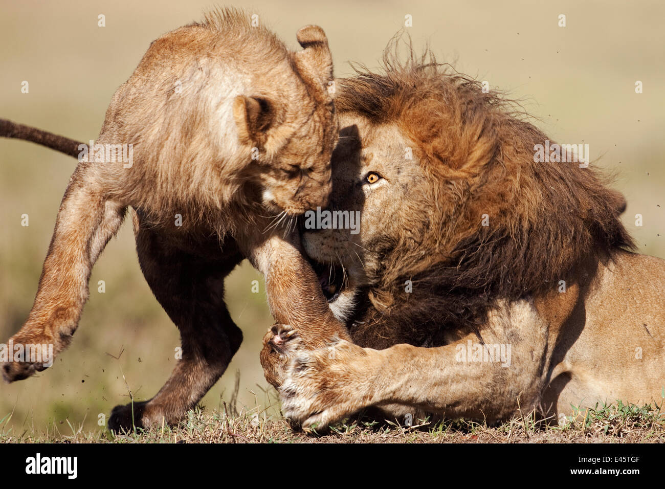 Afrikanischer Löwe (Panthera Leo) Männchen zurück im Kampf gegen die männliche Jugendliche, das seinen Schlaf, Masai Mara National Reserve, Kenia gestört hat. März. Stockfoto