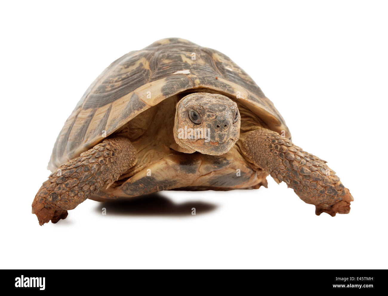 Schildkröte isoliert auf weißem Hintergrund, Fokus auf Schildkröte Kopf Stockfoto