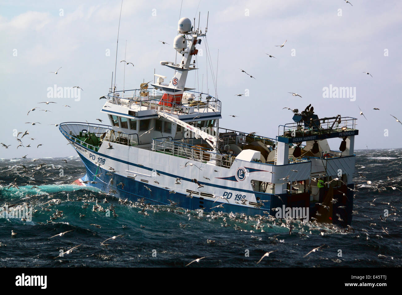 Fischkutter, umgeben von Seevögeln wie das Netz an Bord gezogen wird. Nordsee, September 2010. Eigentum freigegeben. Stockfoto