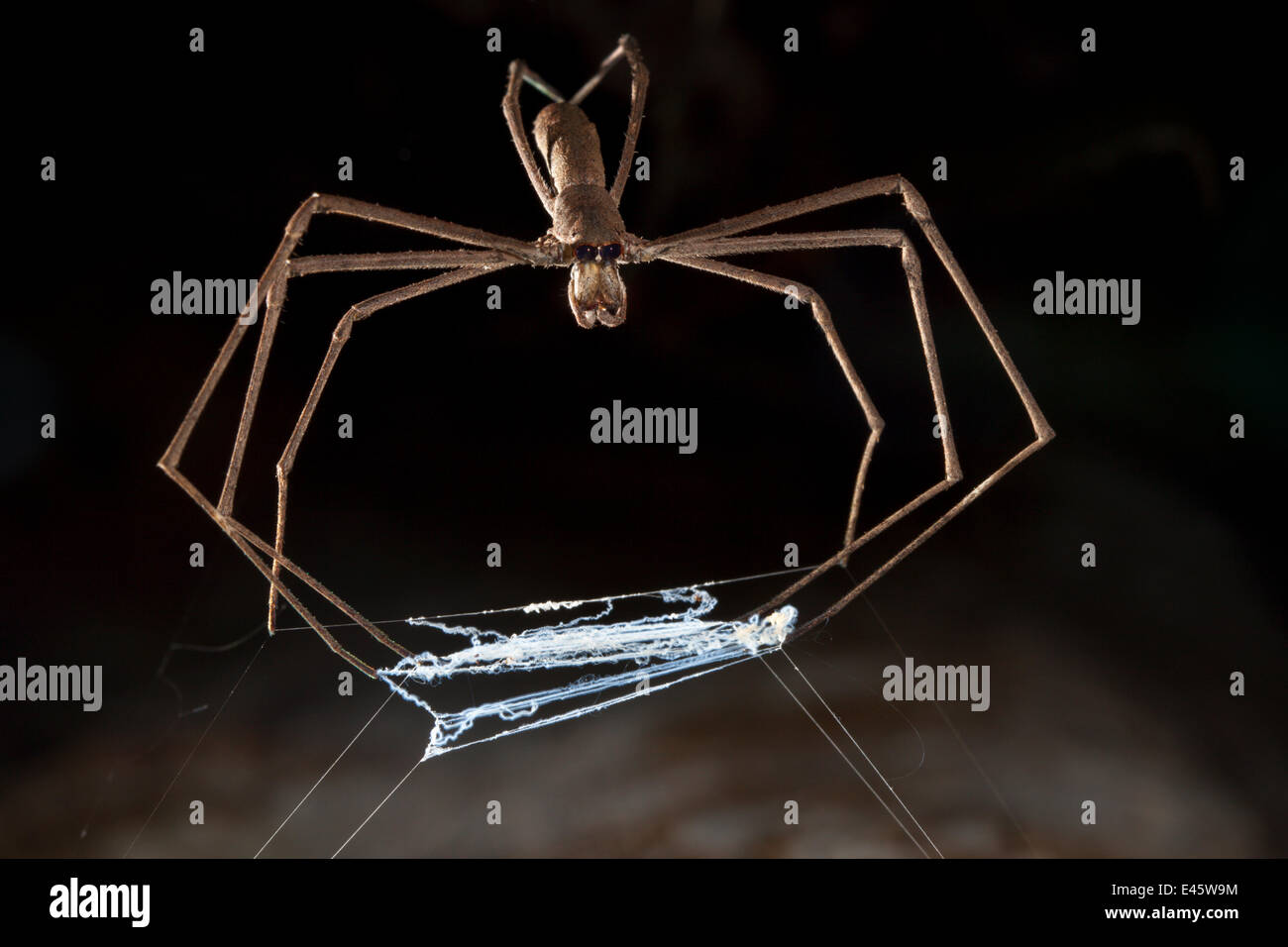 Oger konfrontiert / Net-Casting Spinne {Deinopis sp} mit Web statt zwischen den Beinen, die über Beute gedehnt wird, die unter es geht. Masoala Halbinsel Nationalpark, Nord-Osten Madagaskars. Stockfoto