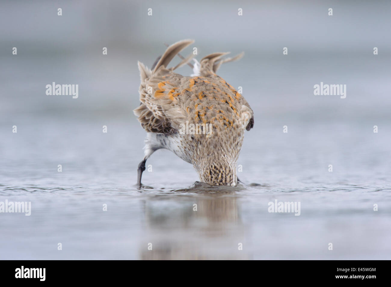 Erwachsenen Alpenstrandläufer (Calidris Alpina) Mauser in Zucht Gefieder, während Frühjahrszug Nahrungssuche. Grays Harbor County, Washington, USA, April. Stockfoto