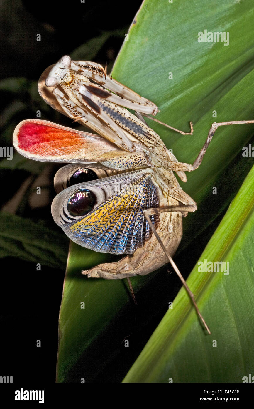 Pseudempusa pinnapavonis Fotos und Bildmaterial in hoher Auflösung