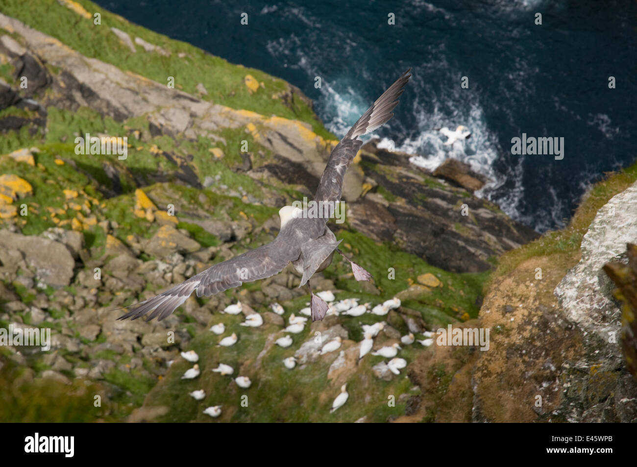 Fulmar (Fulmarus Cyclopoida) im Flug, mit Blick direkt auf einer steilen Felswand und Basstölpel (Morus Bassanus)-Shetland-Inseln, Schottland, UK, ruhen kann (nicht Ex) Stockfoto
