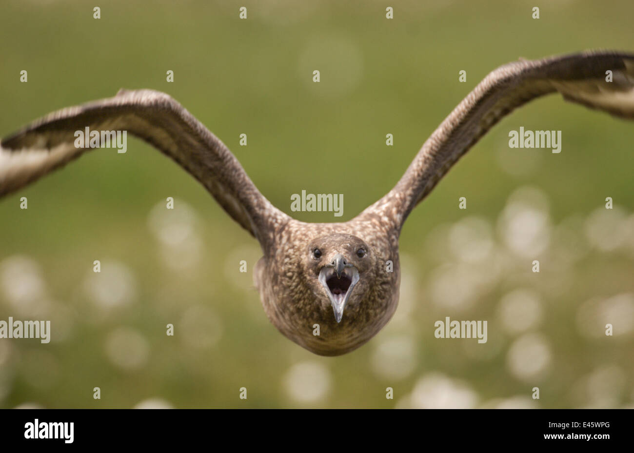 Great Skua (Stercorarius Skua) territoriale Erwachsenen fliegen direkt in Richtung der Fotograf in einer Darstellung der Aggression. Shetland-Inseln, Schottland, UK, Juni.    (nicht Ex) Stockfoto