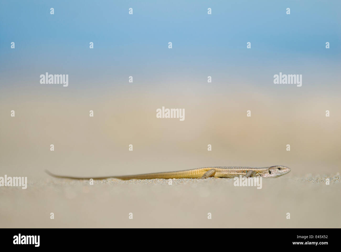 Großes Psammodromus Eidechse (Psammodromus Algirus) gegen Sand. Ebro Delta, Spanien. Stockfoto
