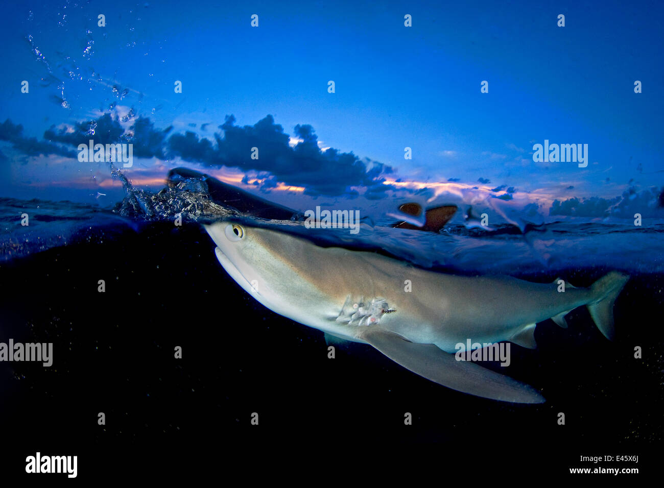Split-Level Bild der Karibik Riff Hai (Carcharhinus Perezi) brechen Oberfläche in der Abenddämmerung. Grand Bahama, Bahamas. Digital manipulierte Bild. Stockfoto