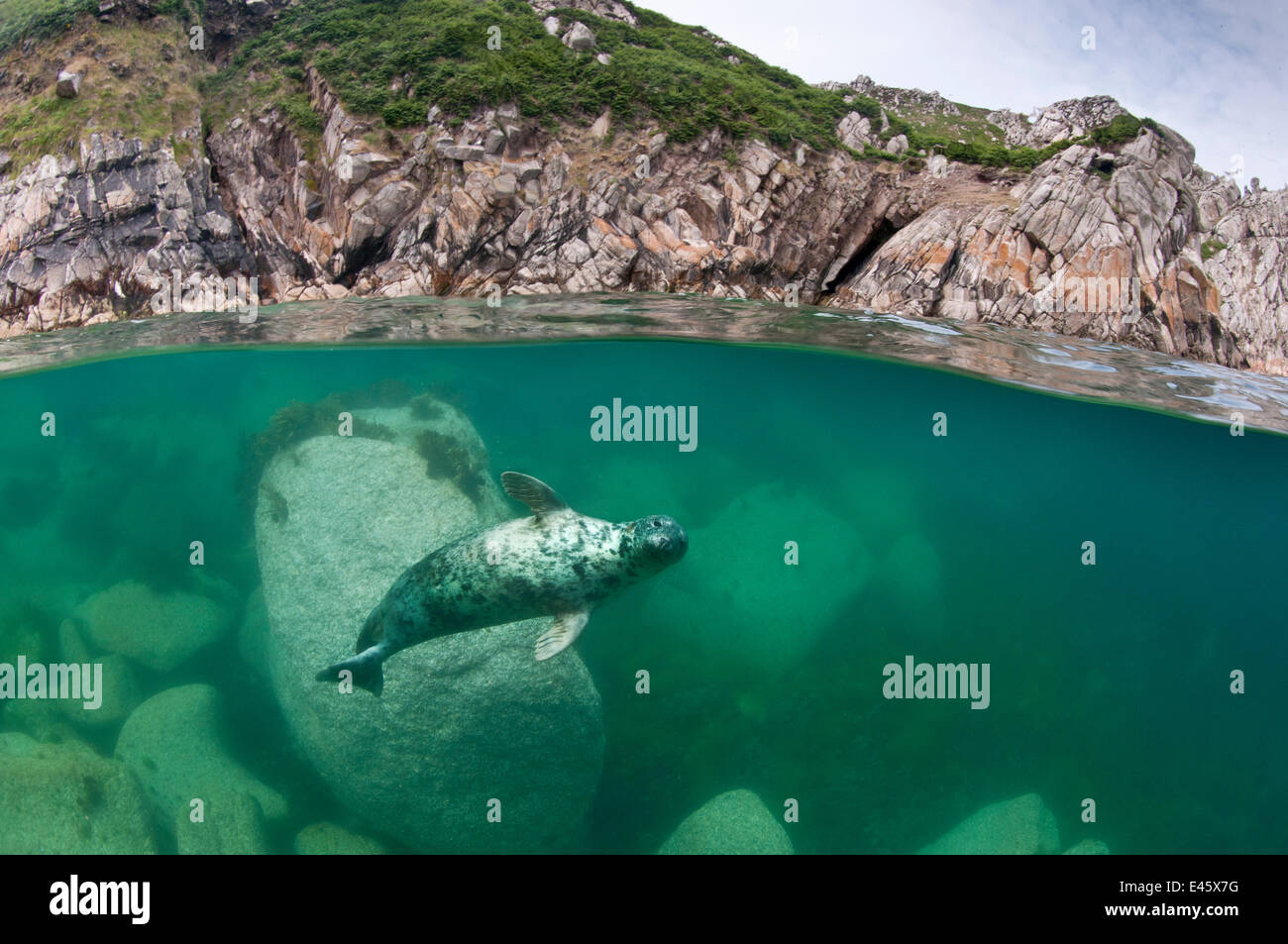 Atlantik grau versiegeln (Halichoerus Grypus) Schwimmen unter der Oberfläche, Lundy Island, Devon, England, UK. Juli 2010 Stockfoto