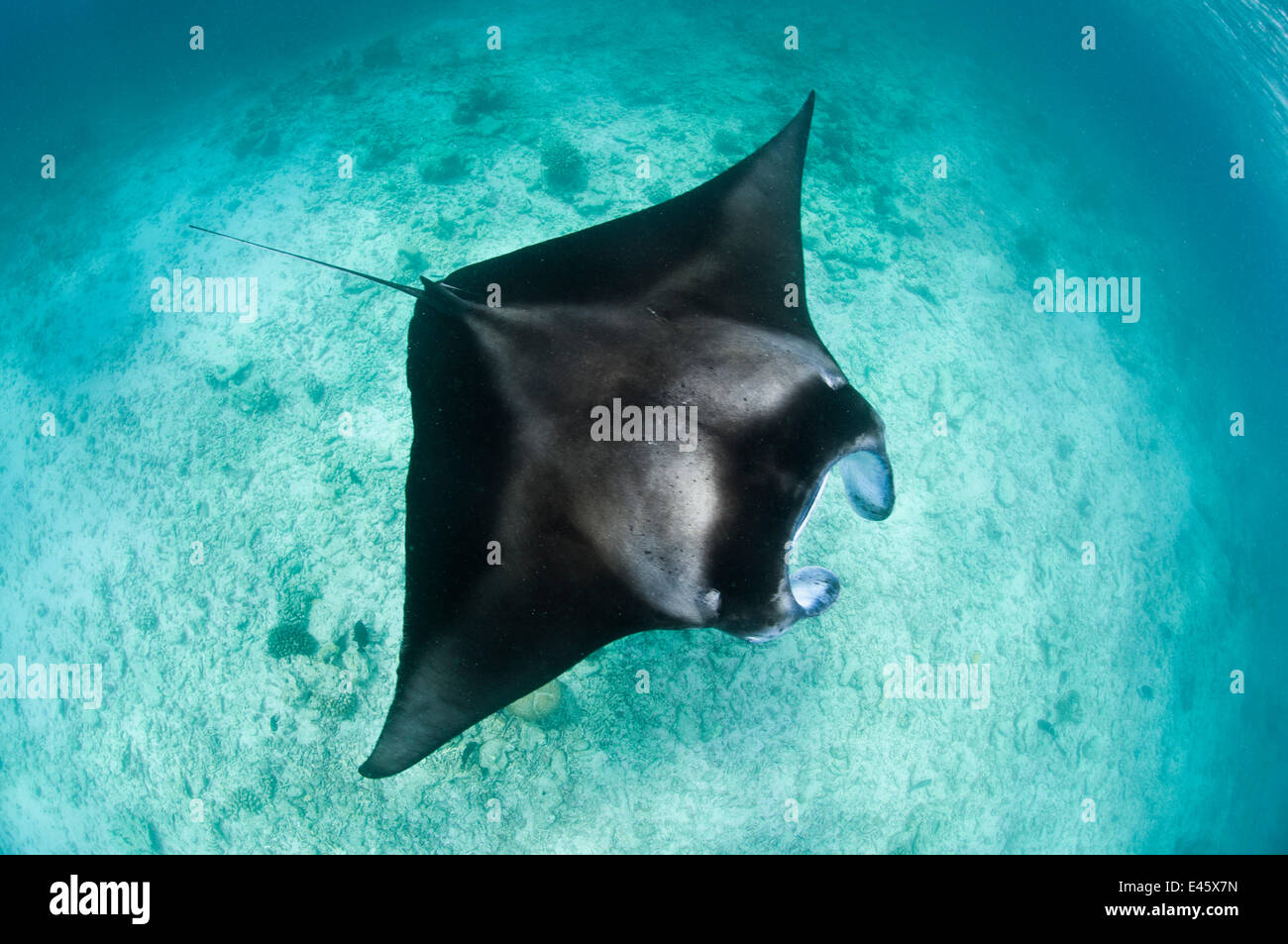 Großen Mantarochen (Manta Birostris) ernähren sich von Plankton in sehr flachem Wasser von der Oberfläche gesehen. Hanifaru Lagune, Baa Atoll, Malediven. Indischen Ozean. Stockfoto