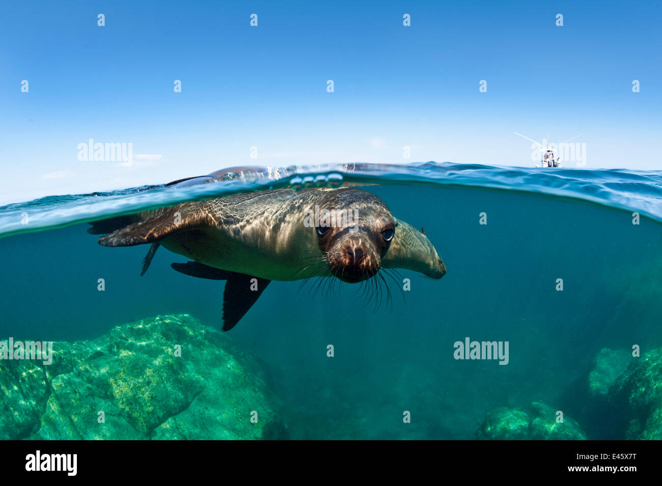 Niveau der weiblichen kalifornischen Seelöwen (Zalophus Californianus) in der Sonne auf der Oberfläche aufgeteilt. La Paz, Baja California Mexiko. Sea of Cortez, Ost-Pazifik. Oktober Stockfoto