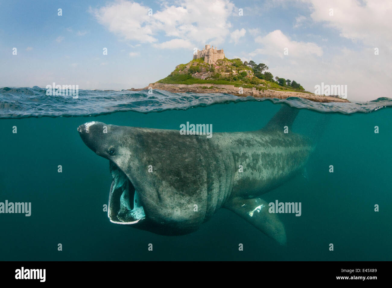 Ein Split-Level digital Composite zeigt ein Riesenhai (Ceterhinus Maximus) ernähren sich von Plankton rund um St. Michaels Mount, Cornwall, UK. Juni Stockfoto