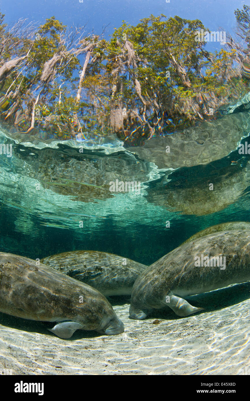 Eine Gruppe von Florida Manatis (Trichechus Manatus Latirostrus) schlafen am Nachmittag in der drei-Schwestern-Frühling. Crystal River, Florida, USA. Stockfoto