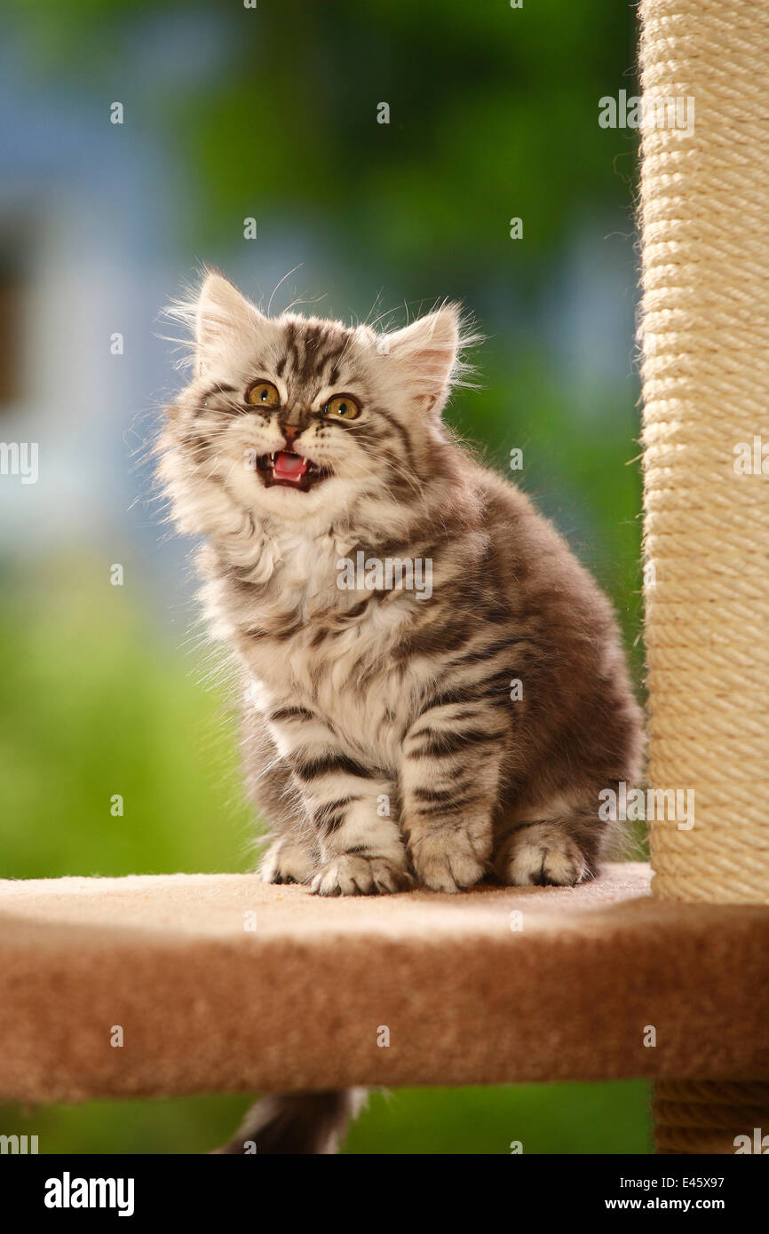 British Longhair Katze, mit der Aufforderung, Schwarz-Silber-Tabby Kitten / Highlander, Flachland, Britanica Stockfoto