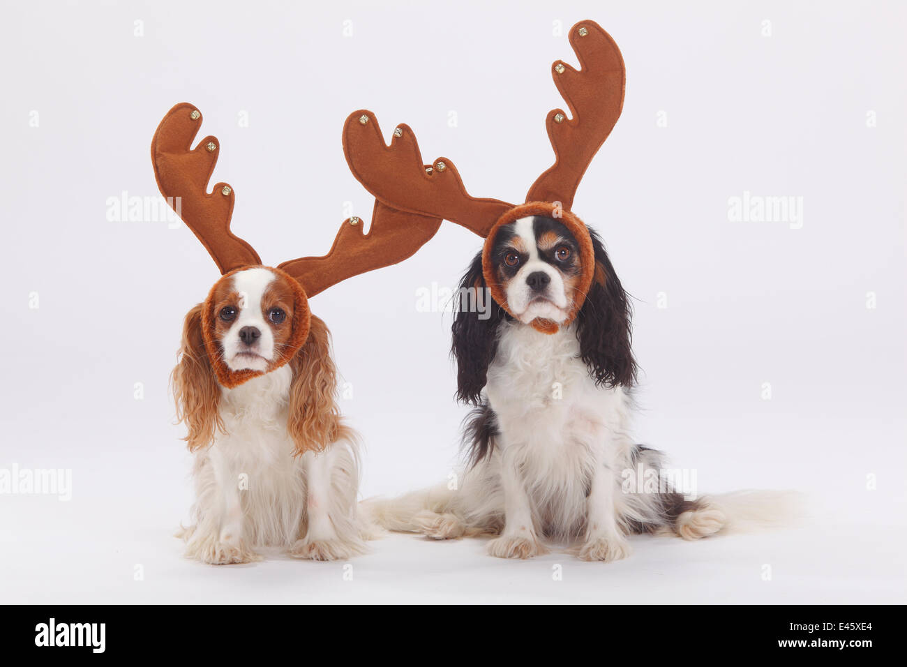 Zwei Cavalier King Charles Spaniels, Blenheim und Tricolor beschichtet, sitzen tragen Rentier-Geweih Stockfoto